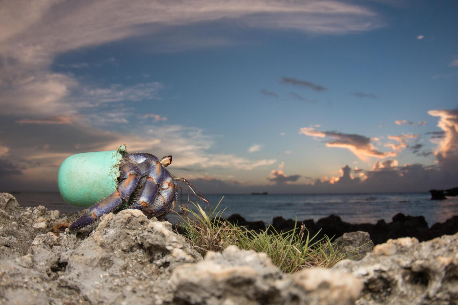 Hermit Crab with plastic bottle shell