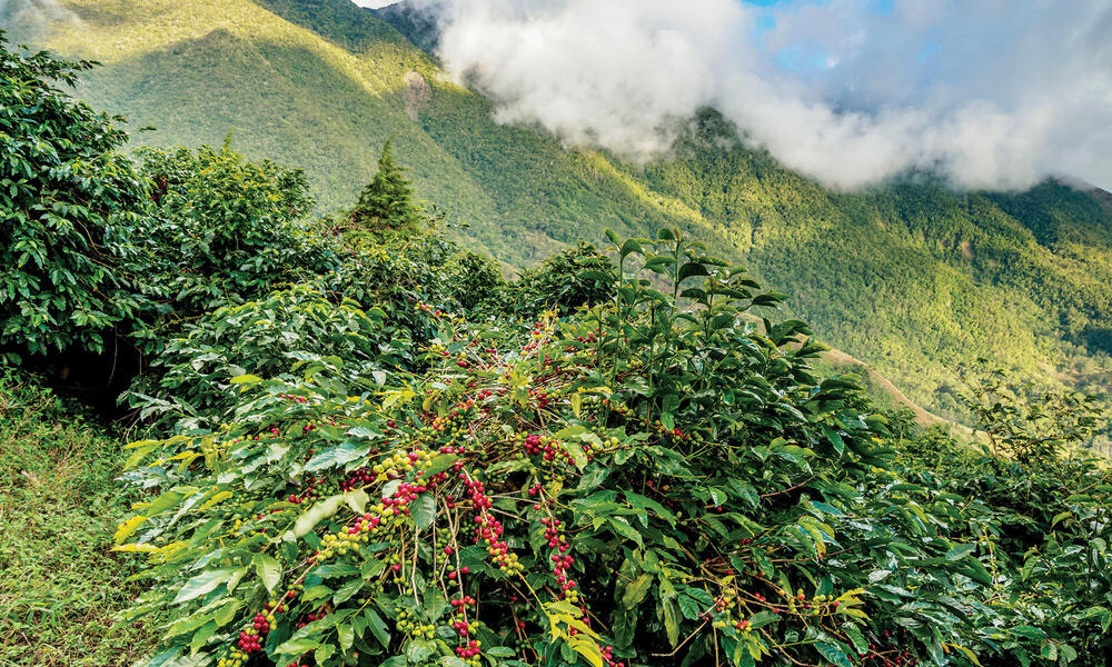 Wild growth along a mountainside