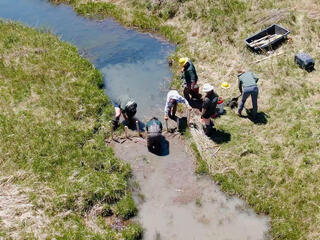 As seen from above, a narrow stream flows through a prairie as a crew builds an artificial beaver dam with willow branches and posts across the water.