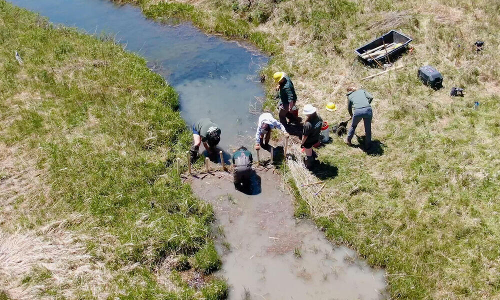As seen from above, a narrow stream flows through a prairie as a crew builds an artificial beaver dam with willow branches and posts across the water.