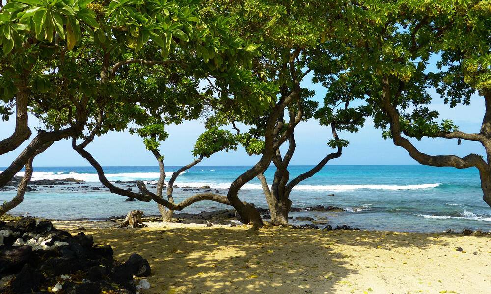 MANGROVE TREES