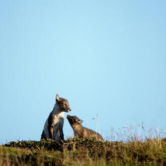 Two Arctic foxes nuzzle on a hillside under a bright blue sky