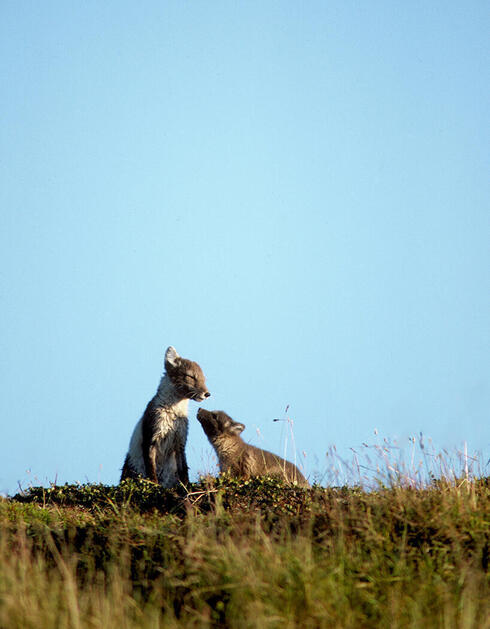 Two Arctic foxes nuzzle on a hillside under a bright blue sky
