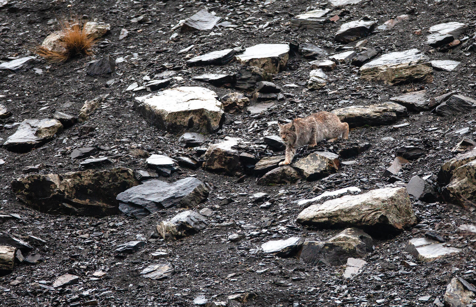 Lynx walking on rocky ground