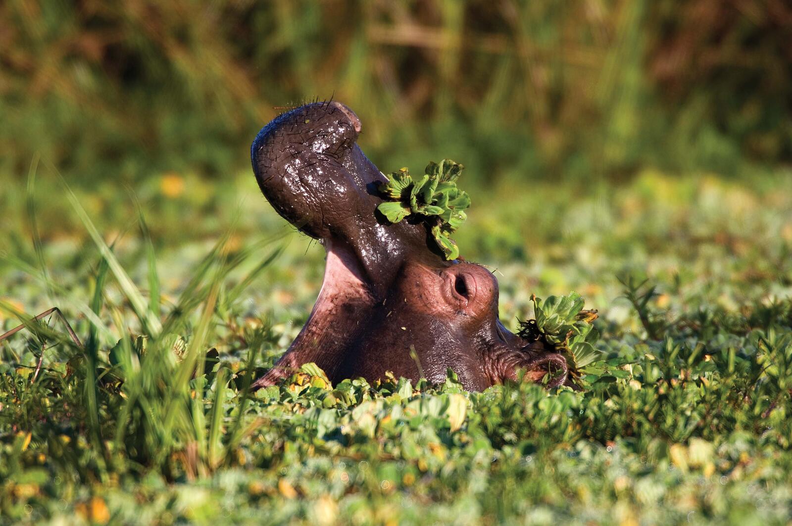 hippo with mouth open