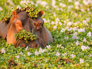 A hippo peeking out of water vegetation