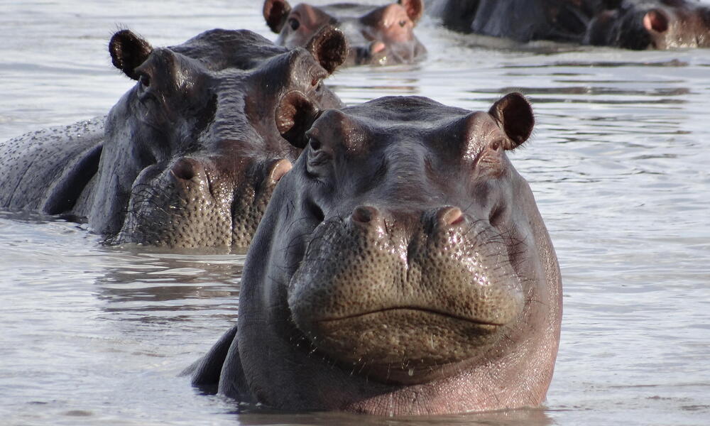 Hippopotamus | Species | WWF