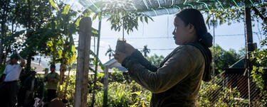 Ho Thi Lia checks on a plant in a nursery