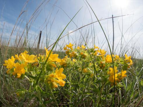 close up of flowering hoary puccoon plant in grasslands of Nebraska