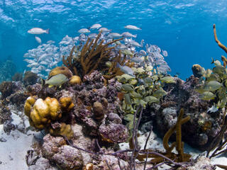Fish and coral. Hol Chan Marine Reserve, Ambergris caye, Belize, Central America.