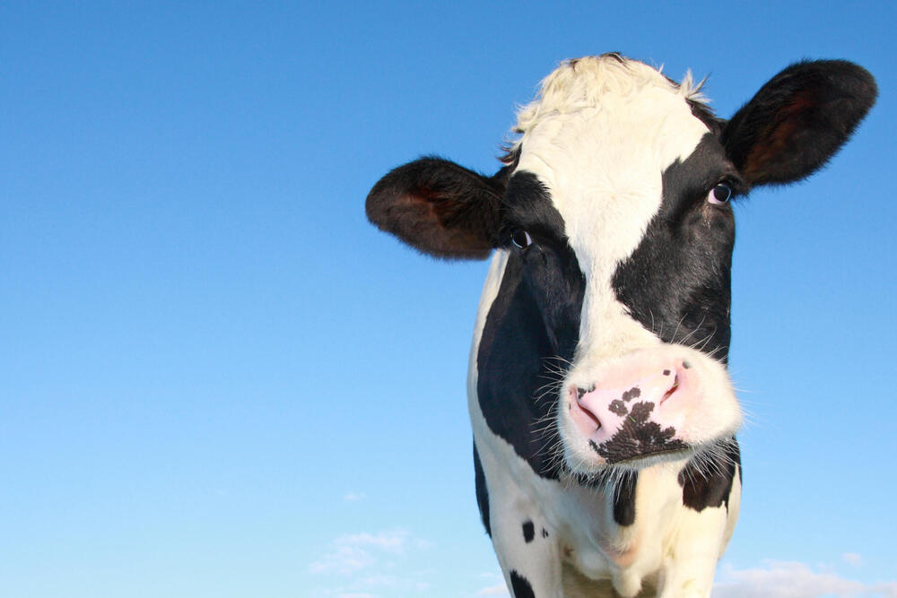 Holstein cow portrait