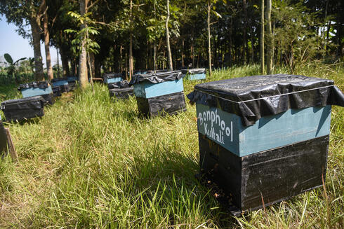 View of many beehives under trees