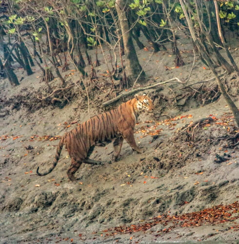 Tiger walks up sandy hill