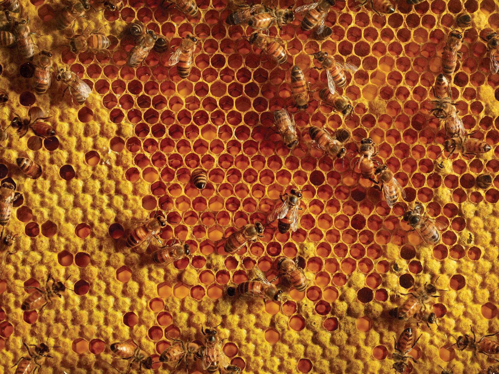 Where Did Our Honey Bees Go To?