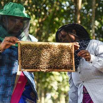 Two people hold up a tray from a beehive full of bees