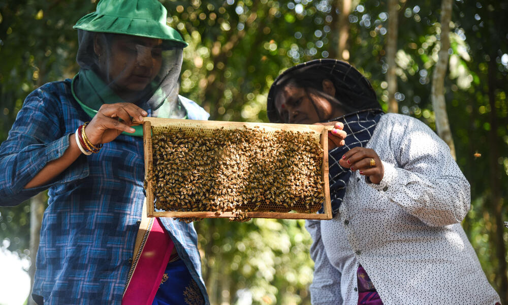 Two people hold up a tray from a beehive full of bees