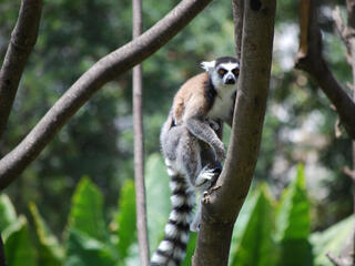 A ringtail lemur holds onto a tree trunk in a forest
