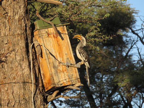 Hornbill outside nestbox