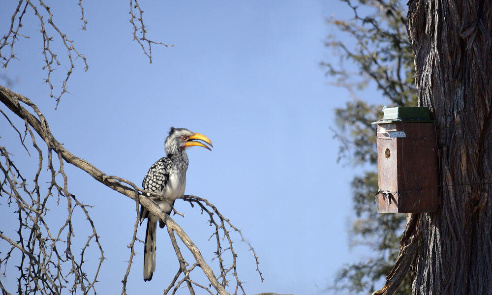 Hornbill looking at nestbox