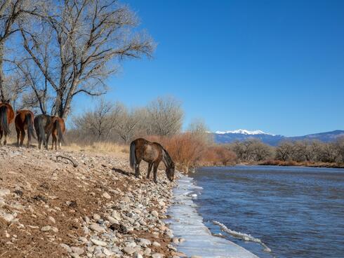 A horse takes a drink from the Rio Grande River