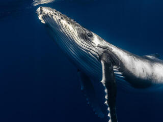 A humpback whale swims upward in dark blue waters