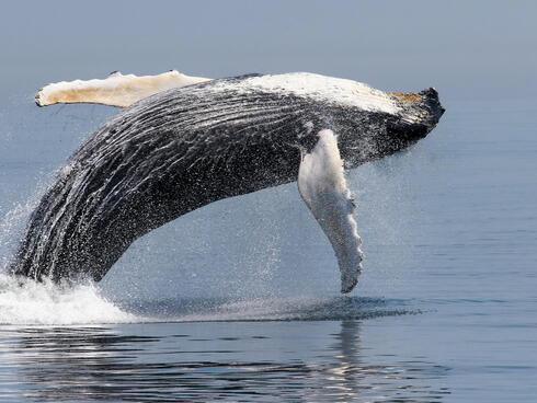 humback whale jump