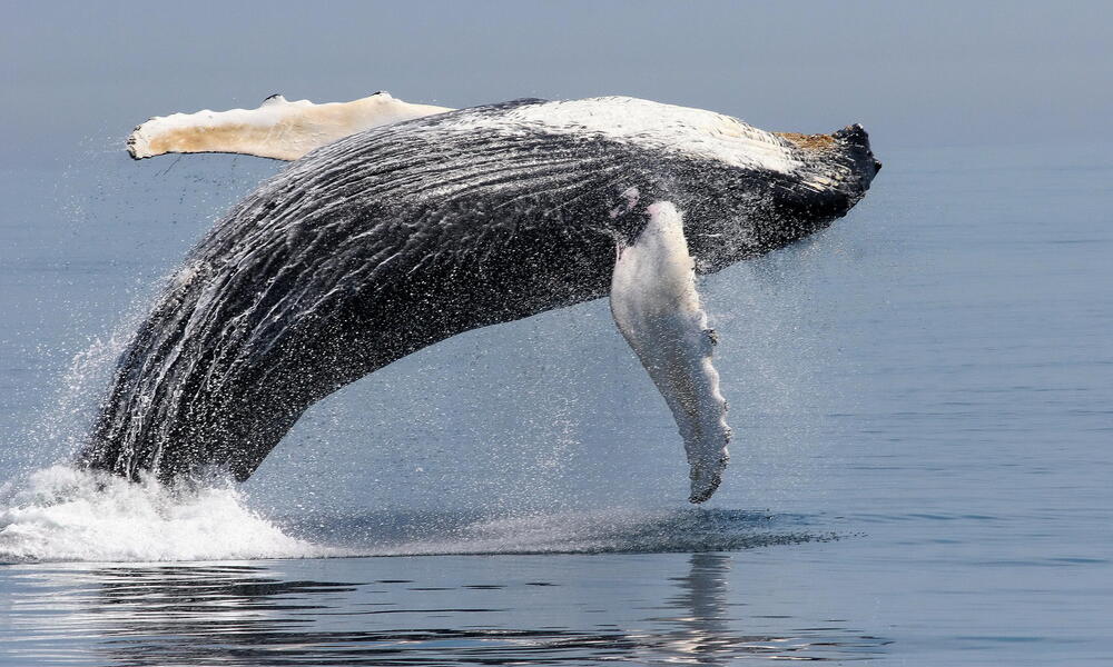 humback whale jump