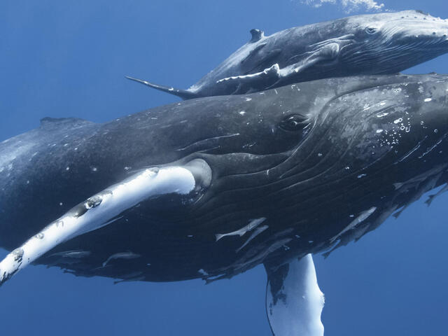 Humpback whale (Megaptera novaeangliae) calf 'Tahafa' male with injured pectoral fin and scarred body, with mother. Vava'u, Tonga, Pacific Ocean.