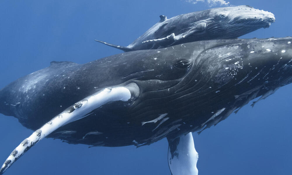 Ballenas alimentándose en el océano