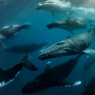 Humpback whales swim beneath the surface of the ocean