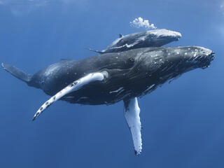 A baby humpback whale glides along its mother's back underwater
