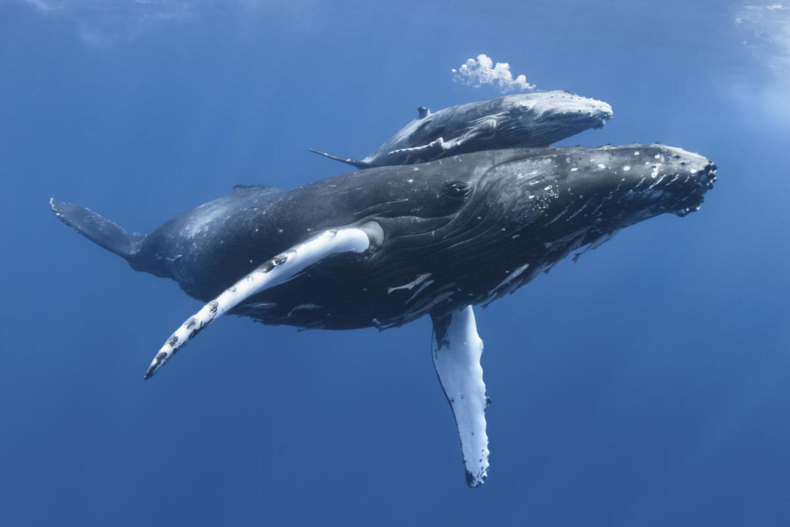 A baby humpback whale glides along its mother's back underwater