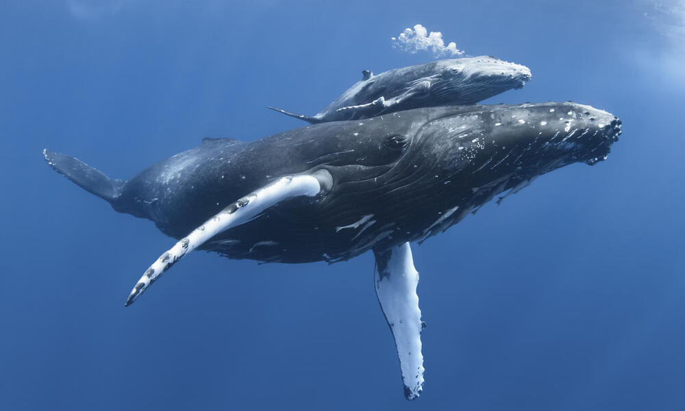 A baby humpback whale glides along its mother's back underwater