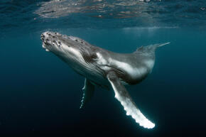 Humpback whale