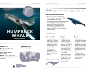 Humpback Whale