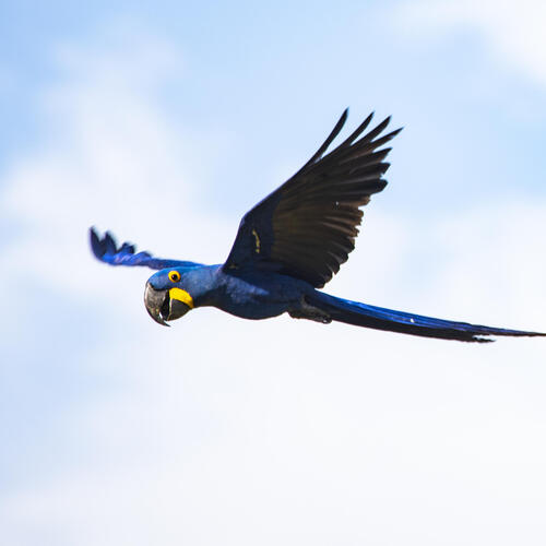 Large blue macaw in flight