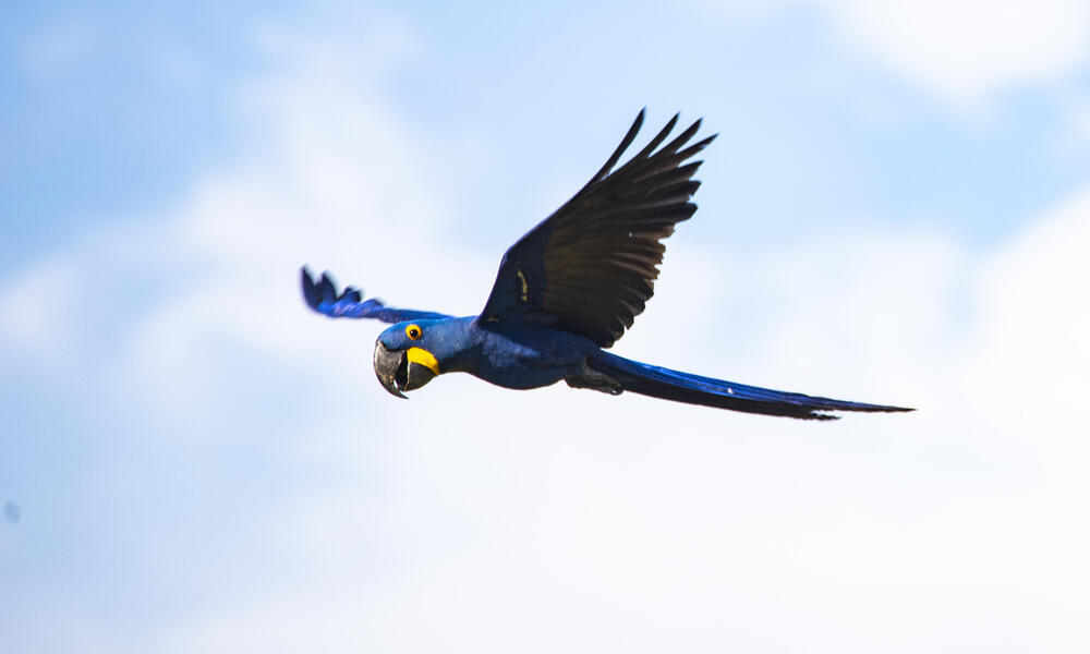 Large blue macaw in flight