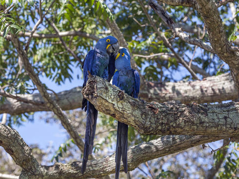 Two hyacinth macaws in a tree