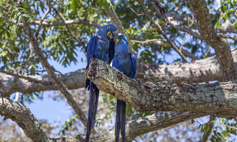 Two hyacinth macaws in a tree