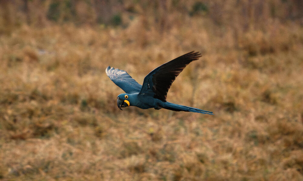 A dark blue macaw in flight