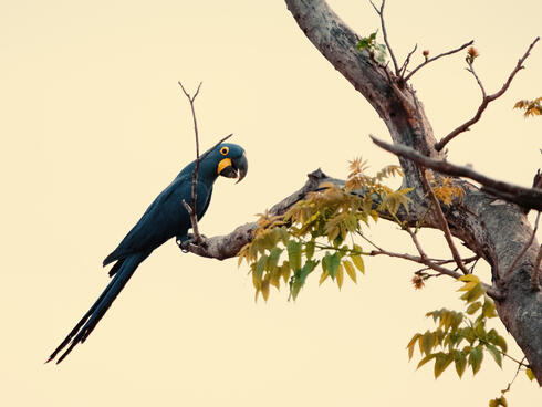 A dark blue macaw perched in a tree