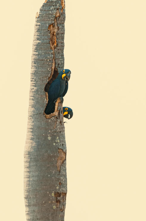 Dark blue macaws perch in hollow tree