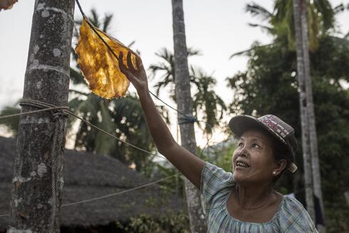 woman picking fruit