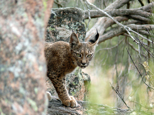 Bringing back the Iberian lynx | Stories | WWF