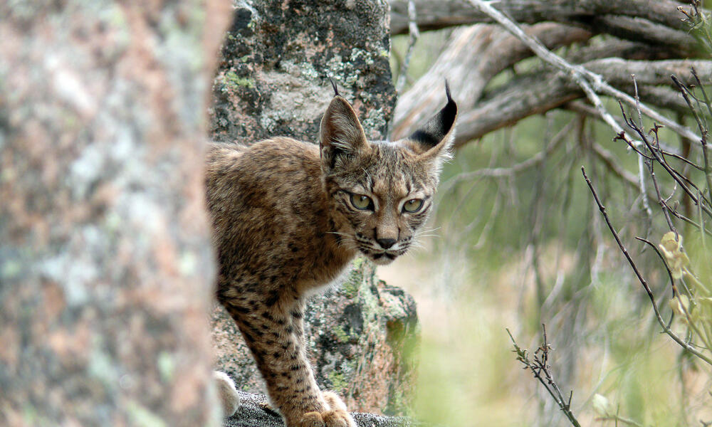 Bringing back the Iberian lynx, Stories