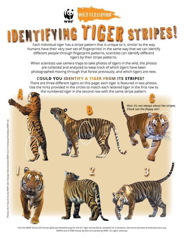 Bengal Tiger Facts: Lesson for Kids