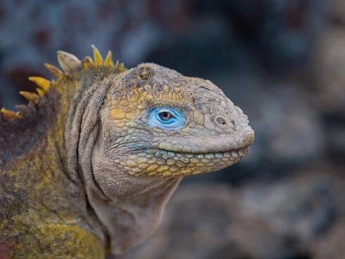 An iguana with bright blue skin around his eye
