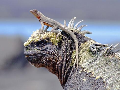 Galapagos Islands Vacation Gives Glimpse of Amazing Wildlife | Magazine  Articles | WWF