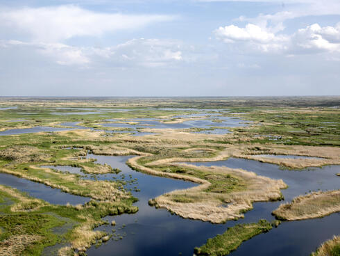 Bringing tigers back home to Kazakhstan | Stories | WWF