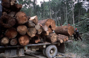 Illegal logging  Riau, Sumatra